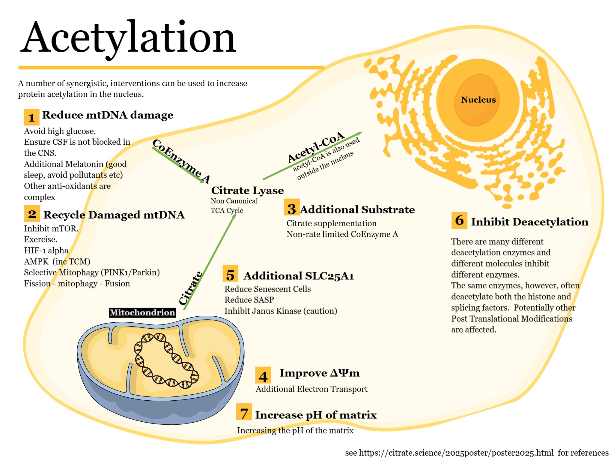 Infographic about acetylation interventions