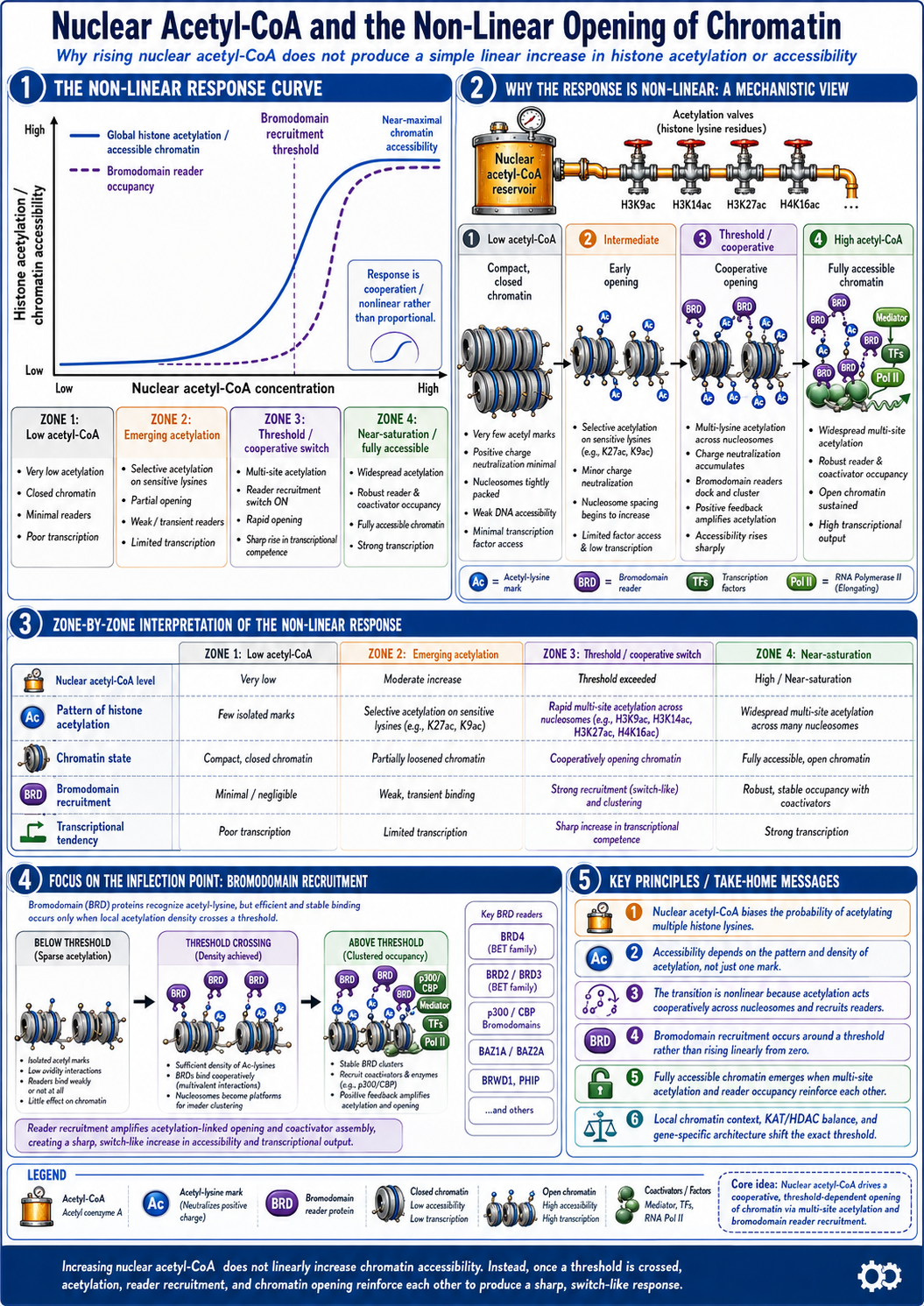 Infographic about acetylation interventions