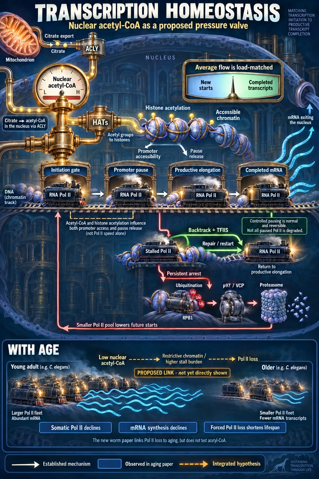 Infographic about Transcription Homeostasis